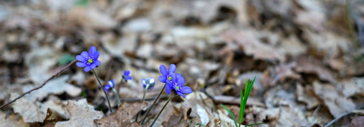 A close up image of spring flowers.