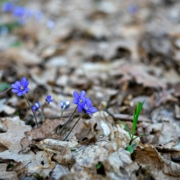 A close up image of spring flowers.