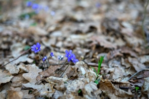 A close up image of spring flowers.