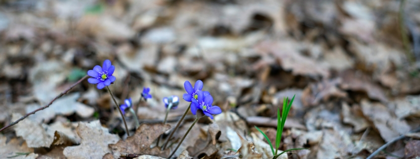 A close up image of spring flowers.