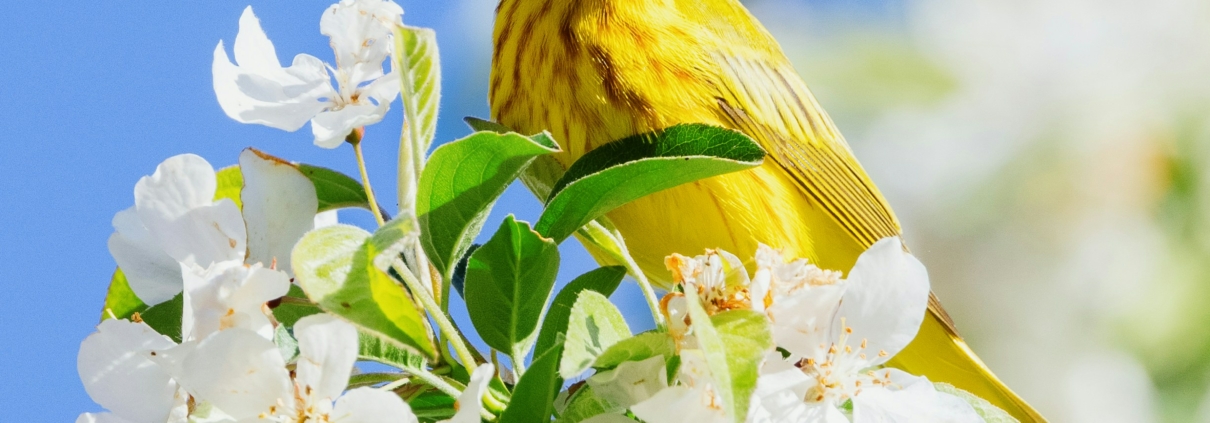 Close shot of a yellow bird perched on a blooming tree.