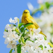 Close shot of a yellow bird perched on a blooming tree.
