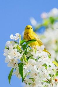 Close shot of a yellow bird perched on a blooming tree.