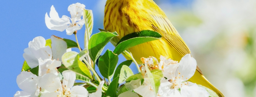Close shot of a yellow bird perched on a blooming tree.