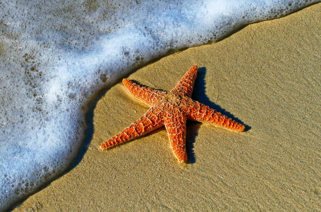 A photo of a starfish in the surf.