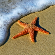 A photo of a starfish in the surf.