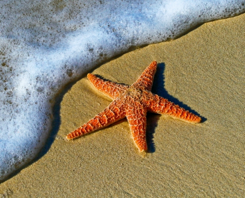 A photo of a starfish in the surf.