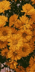 photo of a group of flowers